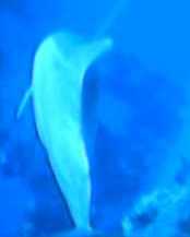 [underwater dolphin]